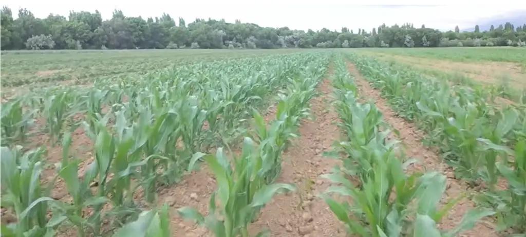 The Talas Region is banking on maize: yields of up to 70 tonnes of silage per hectare
