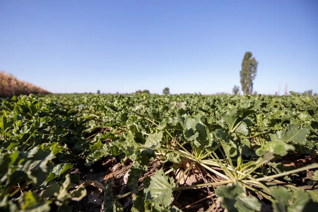 Sugar security. Why it is important for Kyrgyzstan to protect its farmers