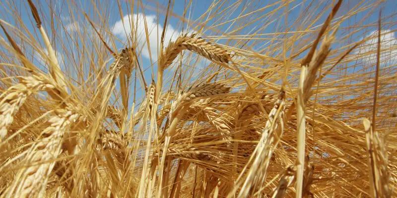 Harvesting of major grain crops has begun in the Tonsky District