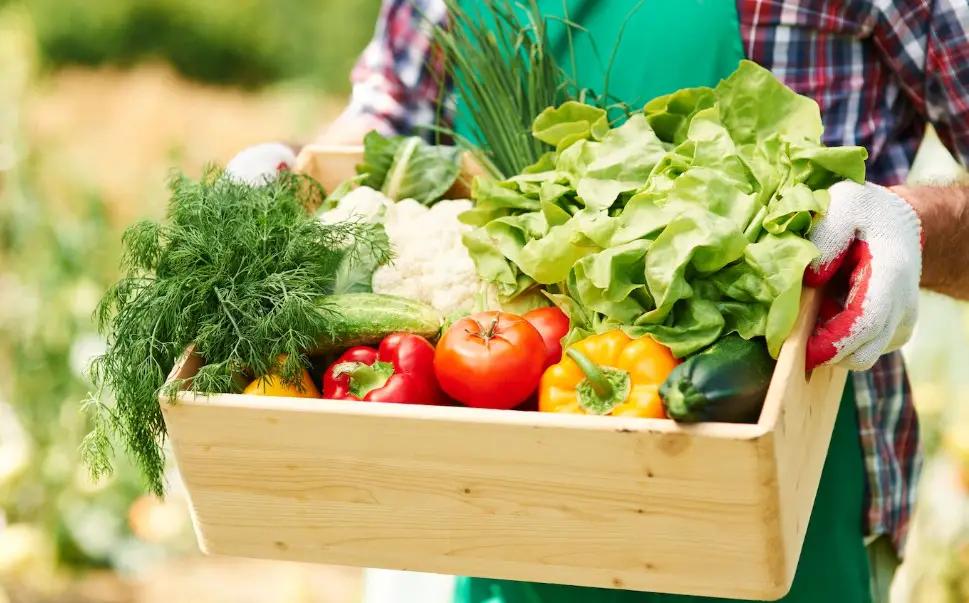 The largest vegetable harvest was gathered in the Chui and Osh regions