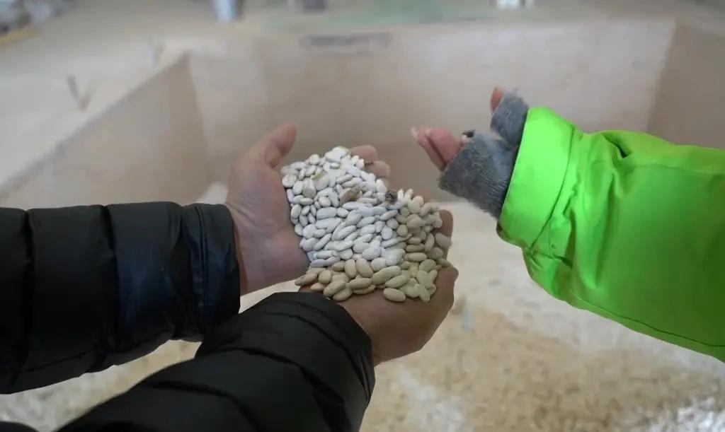 In the Talas region, beans are sold for 155 KGS per kilogram