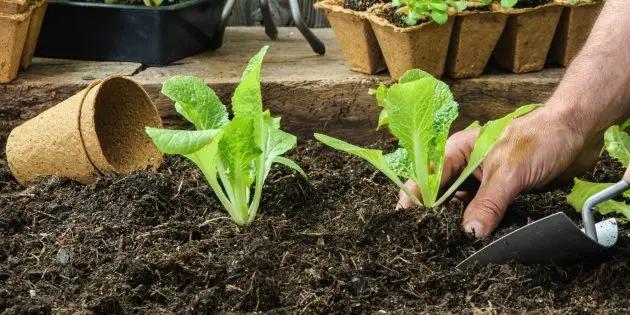 Online registration for seasonal work in the UK with HOPS opens in Kyrgyzstan