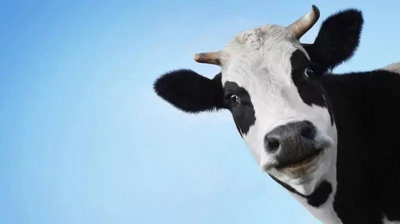 In Kyrgyzstan, livestock numbers have grown by 6.6% over five years