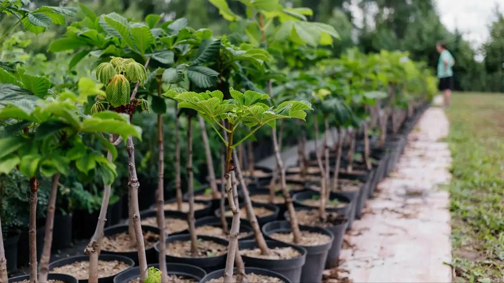 More than 80,000 seedlings from Uzbekistan were not allowed into Kyrgyzstan