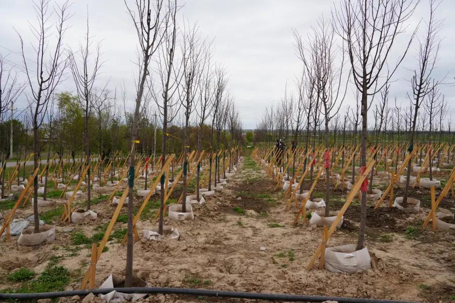 How can a farmer obtain a 3% loan to develop a nursery?