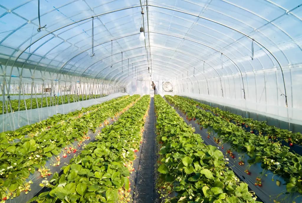 Greenhouses and facilities for the production of vermicompost are to be built in the Osh Region