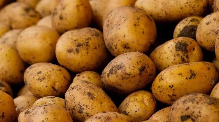 Кыргызстан на 6 месяцев остановит поставки картофеля из-за рубежа