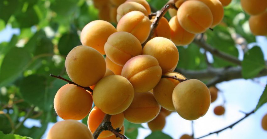 В Китай отправят крупную партию баткенских абрикосов