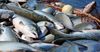 Кыргызстан в 1.7 раза увеличил экспорт свежей рыбы