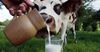 Молоко из фермерских хозяйств качественнее, чем из крестьянских