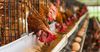 Домашние хозяйства теряют интерес к производству куриных яиц