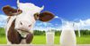 Для улучшения молочного сектора профинансировано 3.9 тысячи фермеров