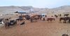Пограничная служба задержала на границе скот на 4 млн сомов